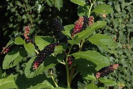 Image result for Phytolacca dodecandra