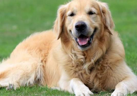 Golden Retriever: Breed Info & Health