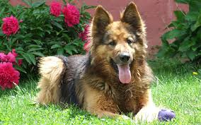 Intelligent as it is versatile, this breed was originally developed in germany to guard and herd a. German Shepherd Names Over 200 Great Ideas For Boy And Girl Dogs