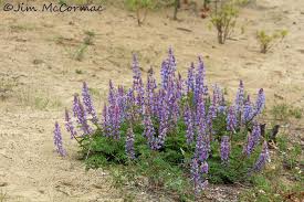 Image result for Lupinus mexicanus
