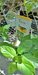 I planted them march 2019 and they started out growing so cute and all these pretty bright green leaves sprouted fast into early summer. Don T Disturb This Groove Buying Hydrangeas On Clearance