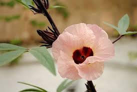 Image result for Hibiscus rhabdotospermus