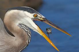 Itscolossal Remarkable High Speed Photos Of Bird Photo Catching Fish Sea Birds