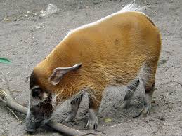 Pinselohrschweine sind in tropischen urwäldern südlich der sahara und auf madagaskar beheimatet. Portrait Pinselohrschwein Der Beutelwolf Blog