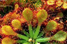 Envíame un correo cuando vuelva. Drosera Capillaris Alchetron The Free Social Encyclopedia