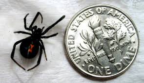 The easiest way to tell if a spider is a black widow is to look for the shiny black coloring and distinctive crimson markings on the abdomen of the females. How To Identify A Black Widow Spider Hubpages