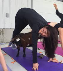 It is with sad hearts we announce the permanent closure of the smiling hearts studio, effective immediately. Goat Yoga Langley Wineries Tour 8 Yoga Wine Holidays