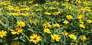 Yellow Zinnias From The St Louis Zoo Are Great Examples Of Cultivars Bred To Branch Without Pruning And To Not Need Deadheading Zinnias Plants Greatful