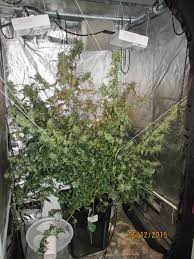 Maybe you would like to learn more about one of these? Autoeuforia Home Grow Review Dutch Passion Blogs