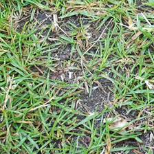 Wenn der rasen allerdings zu früh betreten wird, kann dieser einem ernsten schaden zugefügt werden. Wie Lange Durfen Rasensamen Nicht Betreten Werden