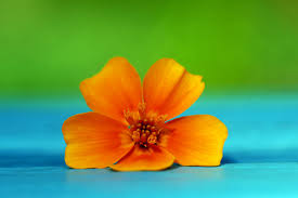 Maybe you would like to learn more about one of these? Blue And Orange And Green By Augenweide On Deviantart