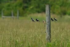 Member Exclusive: Summer Grassland Birding
