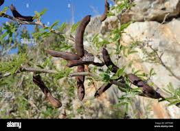 Image result for Acacia schweinfurthii