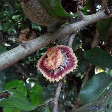 Image result for Napoleonaea angolensis