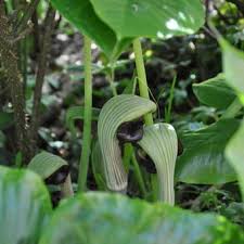 Arisaema ringens is a herbaceous perennial plant growing from a tuber that is usually renewed seasonally. Japanischer Feuerkolben Arisaema Ringens