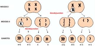 Image result for Meiosperma debile