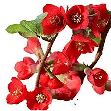 Flowering quince is one of the earliest plants to flower in the spring with a beautiful display of coral red flowers. Buy Texas Scarlet Flowering Quince 2 12 Potted Chaenomeles Japonica Texas Scarlet 6 12 Tall Healthy Shrubbush 3 Pack By Growers Solution Online In Ghana B0196rawsw