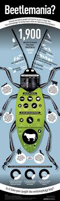 Hessian flies eat grass, while bot flies eat animal tissue. Have A Cricket They Re Nice And Crunchy Daily Infographic Edible Insects Eating Insects Insects