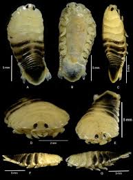 Image result for Nesaea polycephala