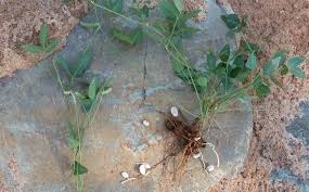 Image result for Eriosema rhynchosioides