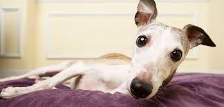 A great many conditions and issues can interfere with your dog's hormone levels and moods, causing them to act out in unusual ways. Mounting And Masturbation Aspca