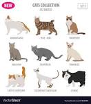 List of Cat Breeds | Petfinder
