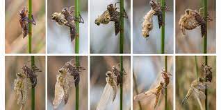 We did not find results for: Can You Buy Dragonflies Online Yes Here Are Some Good Places