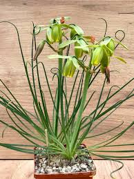 Image result for Albuca sp. no. 1