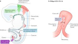 Enteric Nervous System Development What Could Possibly Go Wrong Nature Reviews Neuroscience