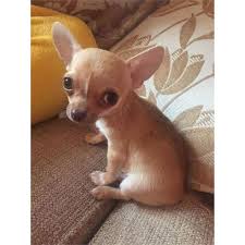 4 081 Likes 104 Comments The Chihuahua Way Thechihuahuaway On Instagram Rate This Picture 1 2 Chihuahua Puppies Baby Chihuahua Cute Baby Animals