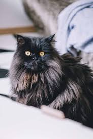 Main coon perser mix züchter ???: 50 Fakten Uber Mr Pink Und Petzie Meine Maine Coon Mix Kater Rosegold Marble