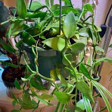 Image result for Vanilla polylepis