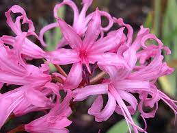 Nerine Plant Delivery Winter Flowers Event Flowers