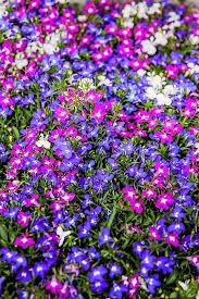 Image result for Lobelia molleri