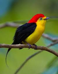 Fotograf Wire Tailed Manakin Pipra Oiseaux Colores Oiseaux Exotiques Beaux Oiseaux