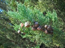 Image result for Cupressus macrocarpa
