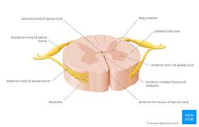 A backbone or core network is a part of a computer network which interconnects networks, providing a path for the exchange of information between different lans or subnetworks. Spinal Cord Anatomy Structure Tracts And Function Kenhub