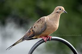 Juvenile doves are covered in buffy. Weekend Birding Juvenile Mourning Dove Under My Apple Tree