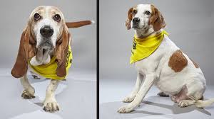Originating in france but soaring into popularity in great britain, the basset is an old breed that originated in the sixteenth century. Two Norfolk Spca Dogs To Participate In Dog Bowl Ii 13newsnow Com