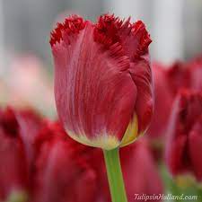 Gorgeous Tulip With The Name Beyonce Beyonce Travel To The Tulipsinholland Spring 2017 Tulips Holland Tulips Springtime Photography