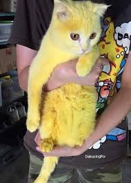 Simak langkah menghilangkan kutu kucing dengan mudah Kucing Kena Lumur Kunyit Macam Pikachu