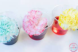 Check spelling or type a new query. Color Changing Flowers Science Experiment