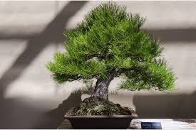 Maybe you would like to learn more about one of these? How To Prune Grow And Care For Pine Bonsai Trees Successfully Florgeous