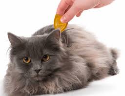 Contrairement à ce que vous pouvez penser ou entendre, les insecticides et autres produits chimiques ne sont pas les seuls remèdes efficaces pour se débarrasser des puces. Puce Chat Comment Les Reperer Et S En Debarrasser Tout Pratique