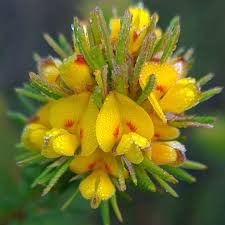 Image result for Crotalaria phylicoides
