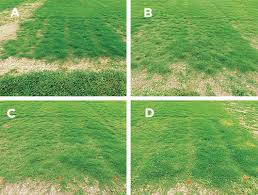 They want it to look perfect so they overfeed and mow every day. Nitrogen And Sprigging Rate Effects On Latitude 36 Bermudagrass Establishment