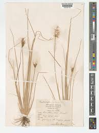 Image result for Fimbristylis quinquangularis