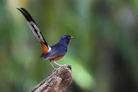 Burung murai dari medan menjadi jenis yang paling banyak diincar. 12 Daftar Panjang Bulu Ekor Murai Batu Berdasarkan Habitat Aslinya Burungnya Com