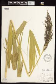 Image result for Phragmites mauritianus