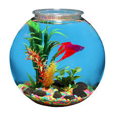 Mar 27, 2020 · filling your fishbowl with water. Hawkeye 3 Gallon Bubble Shaped Fish Bowl Walmart Com Walmart Com